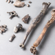 Fossilized bones from the most complete partial skeleton of a male Danuvius.